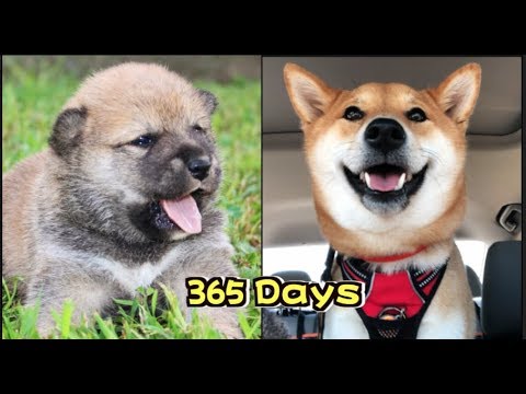 主人记录小柴犬成长365天点点滴滴都是爱 Shiba Inu Puppy 365 Days Growing Up 8 Weeks To 1 Year Youtube