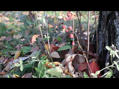 Плоды ландыша майского