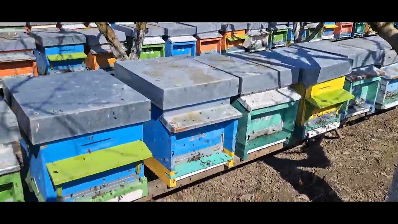 Zbor Bucuria albinelor..