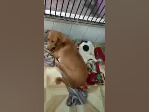 Animal Welfare Society Indore - Poor Conditions of Animal Shelter - YouTube
