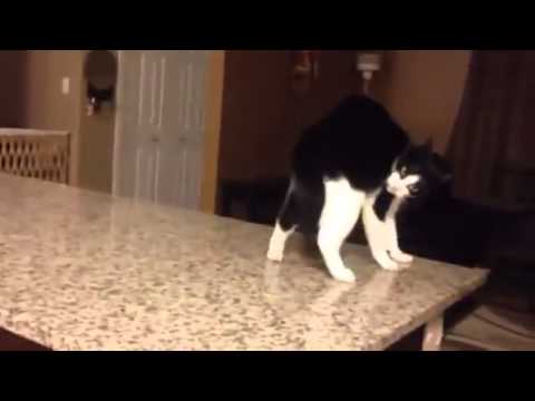 funny cat acts weird