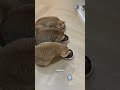 Cats And Litter Catastrophe On Vacation Shorts Trending Viralvideo Film Tvseries 