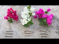 Cách ghép hoa giấy nhiều màu | How to graft Bougainvillea glabra with many colors