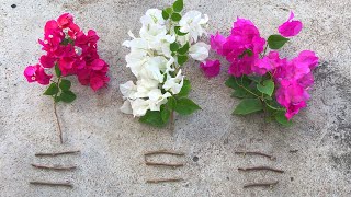 How to combine colorful flowers | How to graft Bougainvillea glabra with many colors