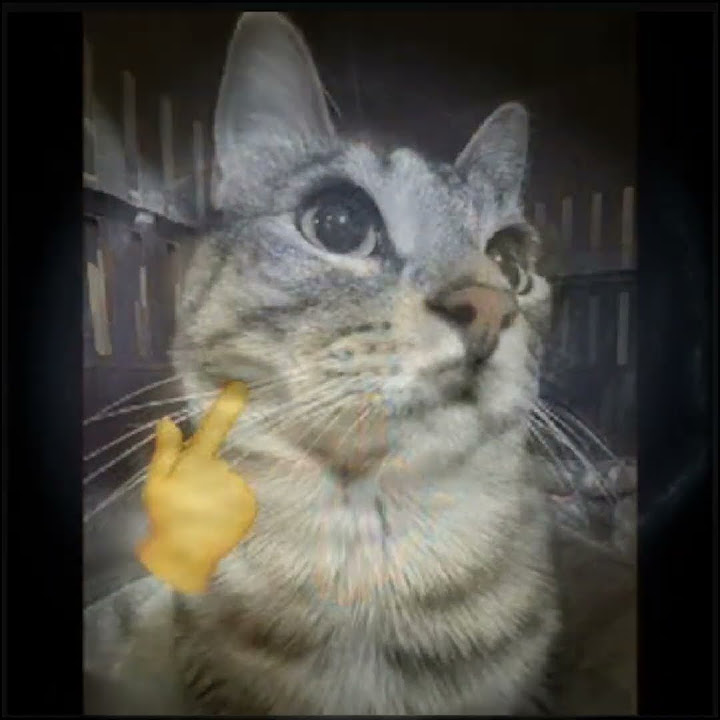 мьюнинг кота #мем #пасхалка #сигма - YouTube