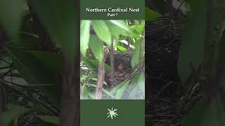 Cardinal Nest part 7  #birds #cardinalbird #nature