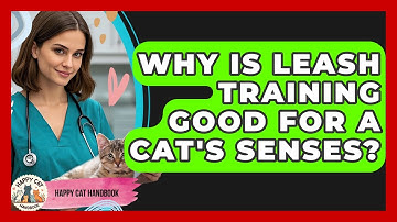 Why Is Leash Training Good For A Cat