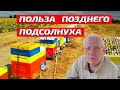 Пасека август. Поздний взяток у пчел на пасеке с нуля.