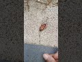 #🌎 earth discoveries[ cockroach 🪳 sound ]