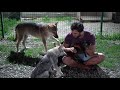 Подружился с Аявриком и Луной/ Общение с Волкособами у Агопа/ WOLFDOGS