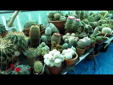 Video: Je! Ni nini kuua cactus ya saguaro?