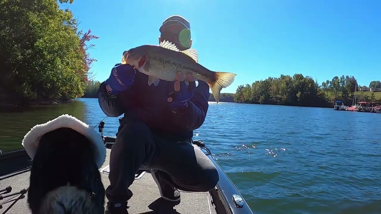 quick video Tims Ford Lake bass fishing