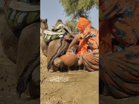 نساء صحراويات يهبن جمل ه ن برودة الماء من جر ة فخارية ويجلسن بجواره في هدوء وج مال