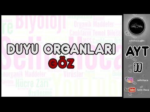 10) Duyu Organları - Göz