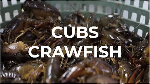 HOW to CLEAN CRAWFISH with Cub's!