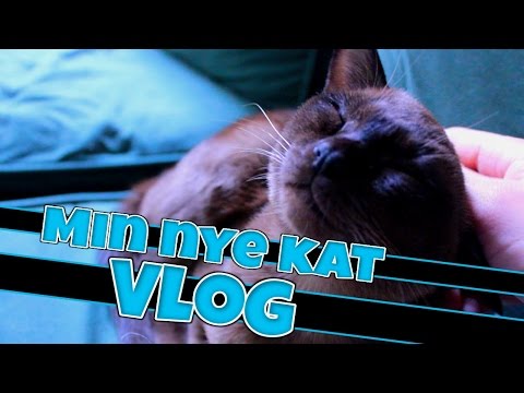 Video: Hvad Skal Jeg Gøre, Hvis En Kat Er Forgiftet Af En Potteblomst