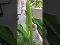 #jowarmillet#Plantslove 🫶#Home grown🏕#Diy🌄#Trending✌️🤟🥰