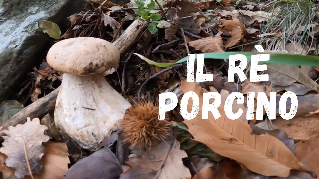 🍄Funghi Porcini 2022🍄 💫Novembre da favola💫 One more time!💪 YouTube