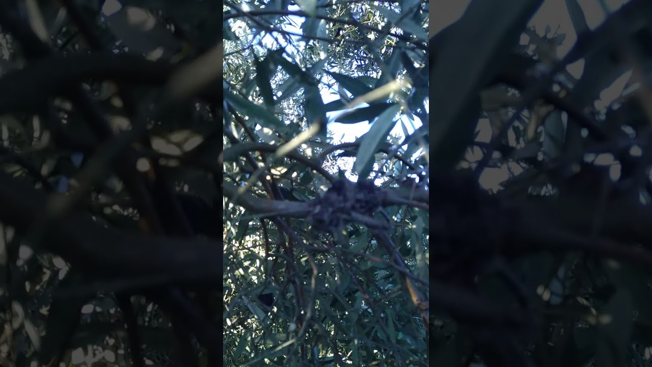 Tratamiento  Para  La Tuberculosis   Del  Olivo  Con  VECTOR  Plus