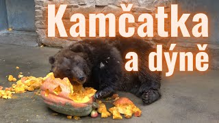 Kamčatka a dýně