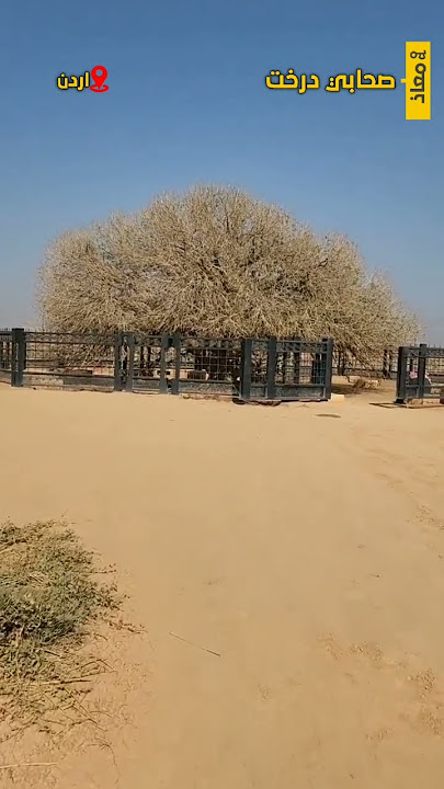 Sahabi Tree | 14 Years old Sahabi Tree #shorts