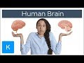 It's time for your brain to learn about...the brain | Kenhub