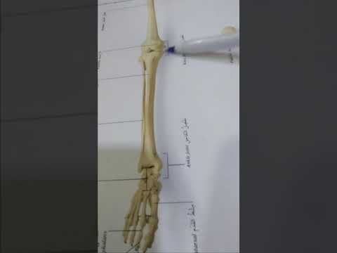 احياء الثالث متوسط الهيك ل الطرفي حزام الحوض والاطراف السفلى