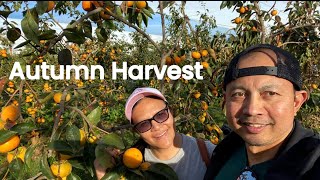 🇦🇺Apple & Persimmon Picking | Autumn Harvest in Australia 