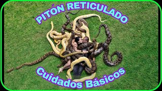 PITÓN RETICULADO (Cuidados generales).