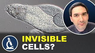 Why Individual Cells Can Be Hard to See Under the Microscope