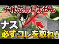 【ヤバいです】今すぐナスに〇〇作業しないと成長がよくなりません！