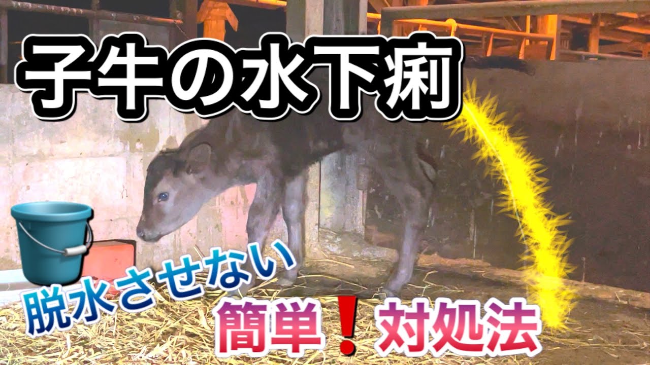 【下痢の対処法】【経口補液】断乳する？しない？水鉄砲の下痢は１日断乳して脱水を防ぎます。下痢子牛看病の様子❗️