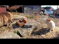 何か会話している野良猫達