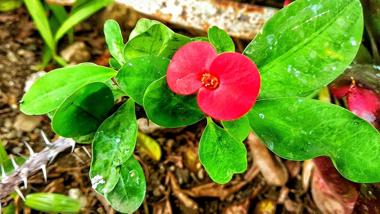 Euphorbia Milii La Corona De Espinas O Espina De Cristo