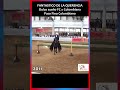FANTASTICO DE LA QUERENCIA PASO FINO 2011 #pasofino #caballos #horse #shortvideo