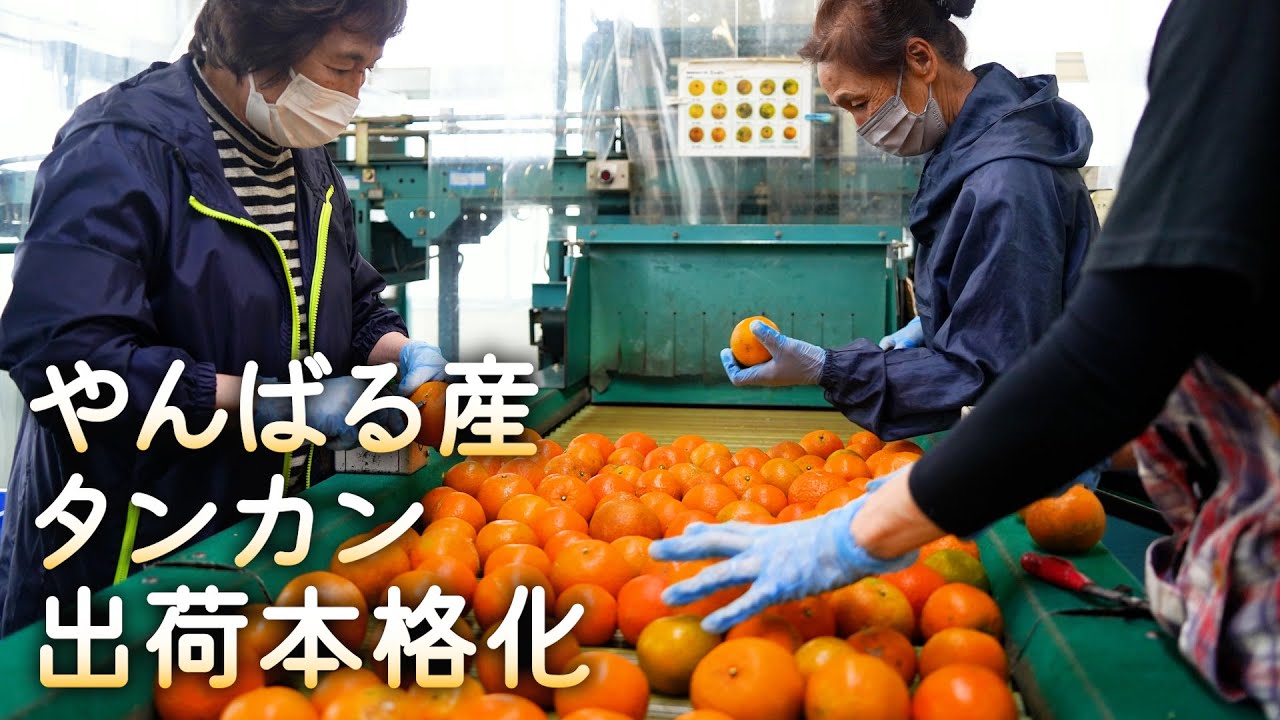 やんばる産タンカン 出荷本格化 - YouTube