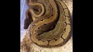 Celebrity Ball python collection Wealth