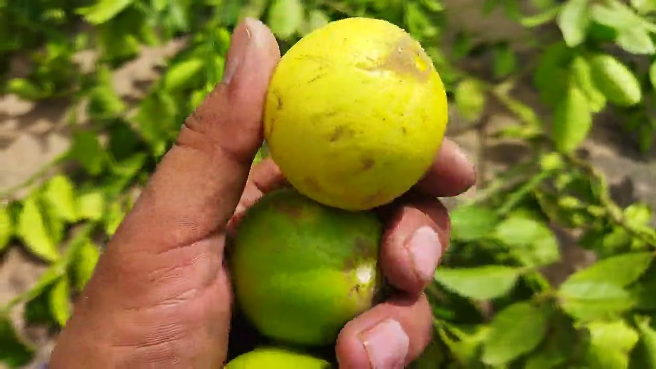 Air layering or gutti kalam results