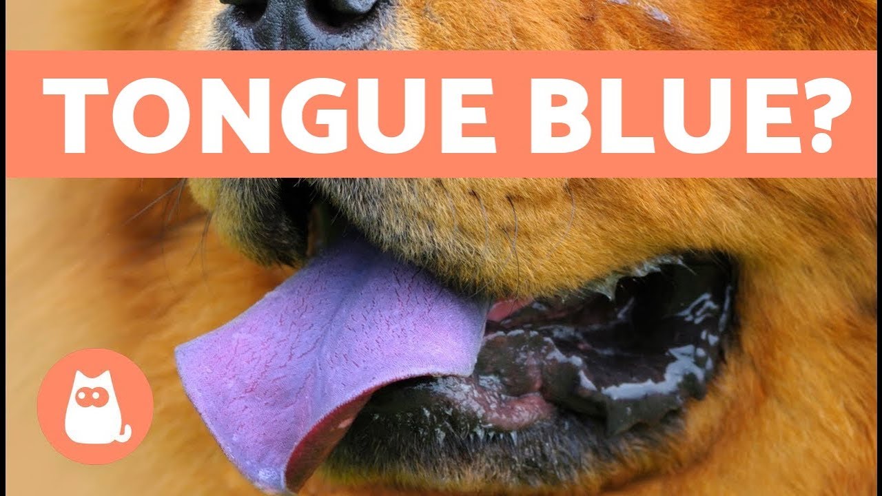 Dog Tongue Color Chart