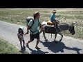 La transhumance des nes  refuge du dahu