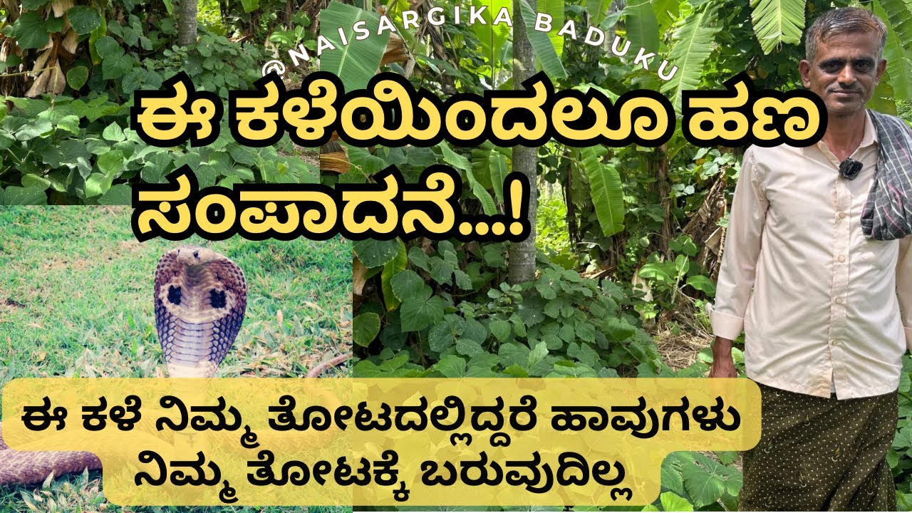 ಕಳೆಯಿಂದಲೂ ಹಣ ಸಂಪಾದನೆ | ಕಾಡಹೆಸರು | Pueraria | ಈ ಕಳೆ ನಿಮ್ಮ ತೋಟದಲ್ಲಿದ್ದರೆ ಹಾವುಗಳು ಬರುವುದಿಲ್ಲ 🇮🇳💛❤️