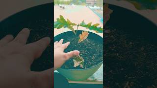 Acorn Leaves Fell Off The Root 