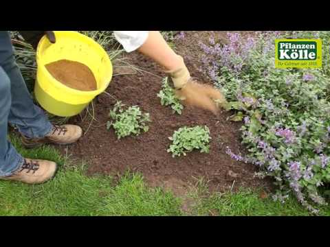 Video: Katzen und Katzenminzenpflanzen: Zieht Katzenminze Katzen in Ihren Garten?