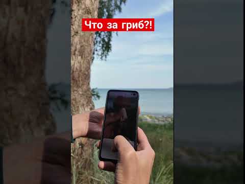 Что за гриб?!