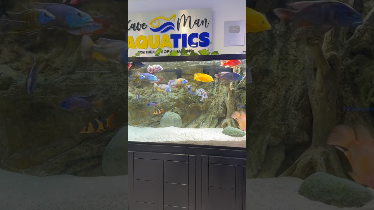 Same Cichlids, different characters! 🤷‍♂️ #aquarium #cichlids