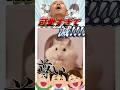 【ハムけつ!!】笑わずにはいられないバズりツイート集! Part 62