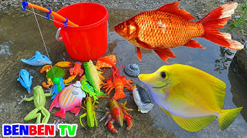 Câu Cá Và Tìm Kiếm Các Con Vật Đồ Chơi - Cá Vàng, Con Tôm, Cá Chép, Cá Heo, Con ếch - Con Gì Đây