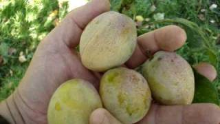 Picking plums as they ripen