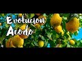 Resultado ACODO AÉREO DE LIMONERO 🍋 || Reproduce Cualquier Arbol