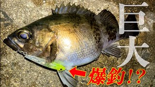 【メバリング】このプラグ、マジでオススメです!漁港でデカメバルを獲る為の信頼度S級ルアーをご紹介!